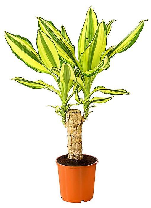 Dracaena Fragrans, Yellow Coast – image 3