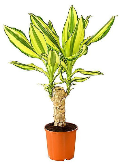Dracaena Fragrans, Yellow Coast – image 3