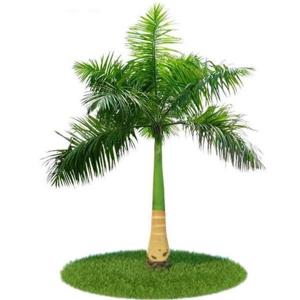 Royal Palm, Roystonia Regia – image 1