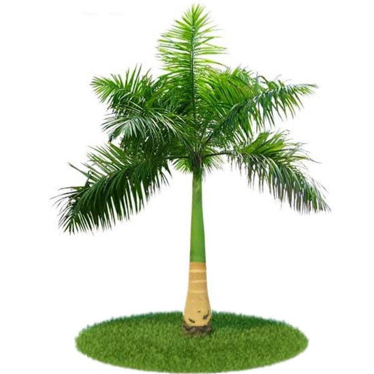 Royal Palm, Roystonia Regia – image 1