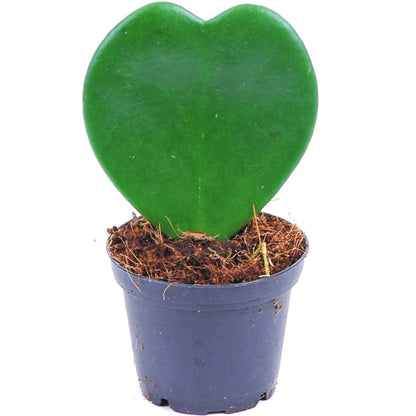 Lucky Heart, Hoya Kerrii – image 5