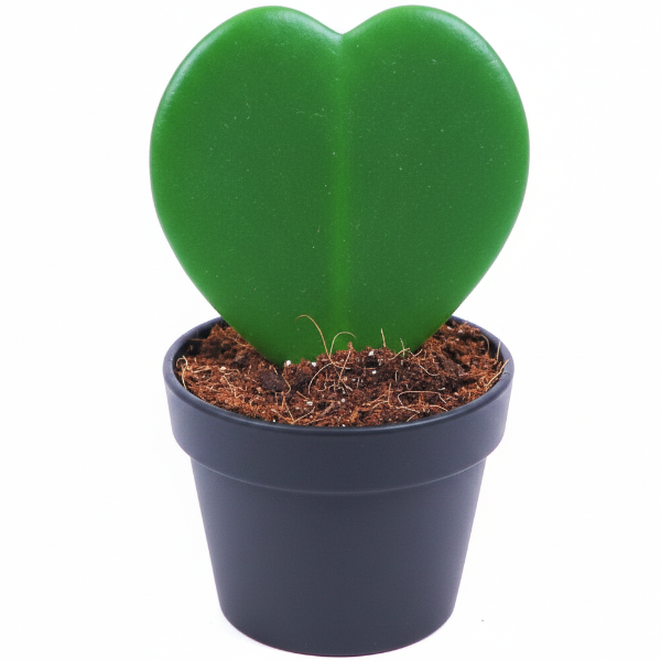 Lucky Heart, Hoya Kerrii – image 1
