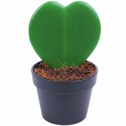Lucky Heart, Hoya Kerrii – image 1