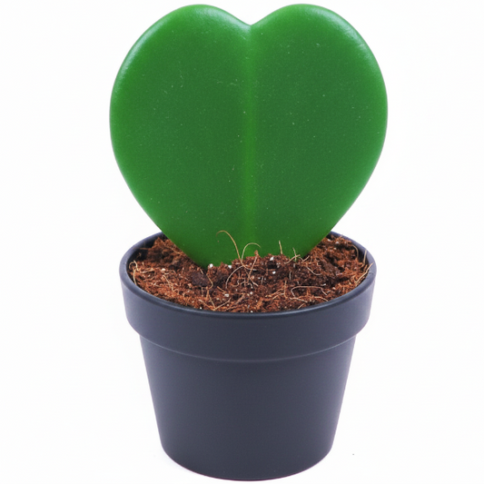 Lucky Heart, Hoya Kerrii – image 1