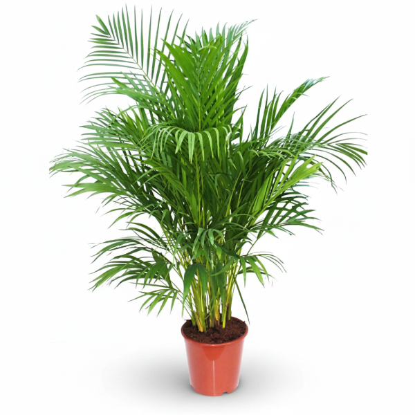 Areca Palm , Chrysalidocarpus lutescens (Outdoor) – image 1
