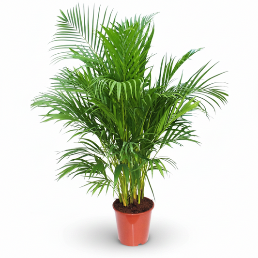 Areca Palm , Chrysalidocarpus lutescens (Outdoor) – image 1