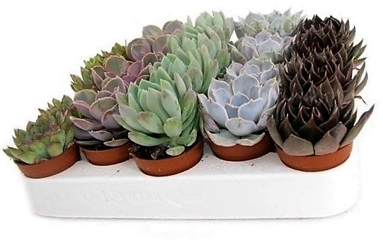 Mini succulents "Per Piece" – image 4