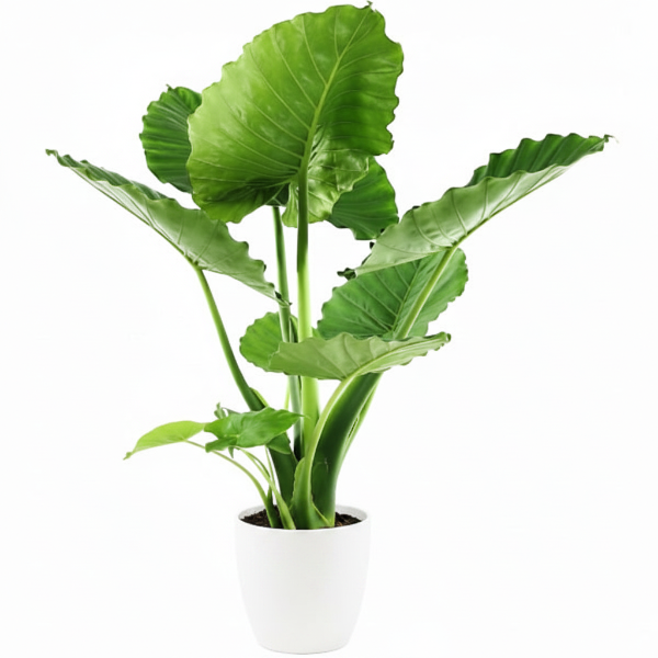 Alocasia Gageana, Elephant Ear, Alocasia California – image 8