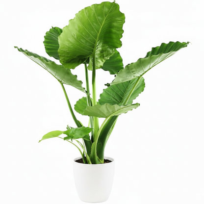 Alocasia Gageana, Elephant Ear, Alocasia California – image 8