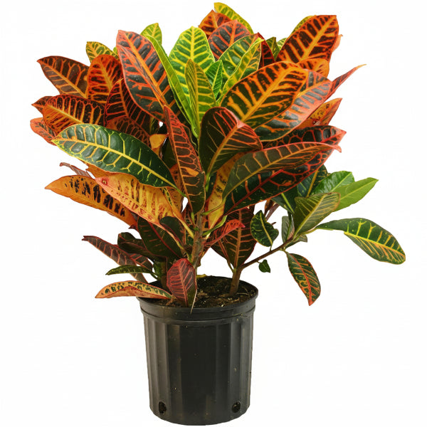 Croton Plant - Codiaeum Variegatum – Green Plants