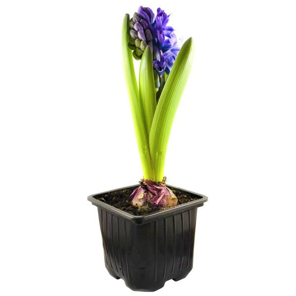 Hyacinth Bulb Fragrance – image 6