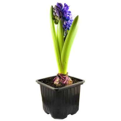 Hyacinth Bulb Fragrance – image 6
