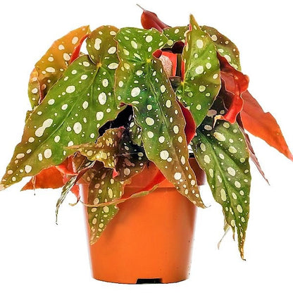 Polka Dot begonia, Begonia Maculata – image 1