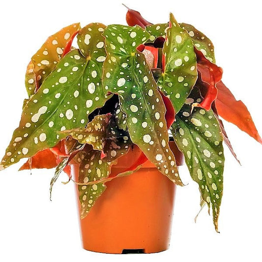Polka Dot begonia, Begonia Maculata – image 1