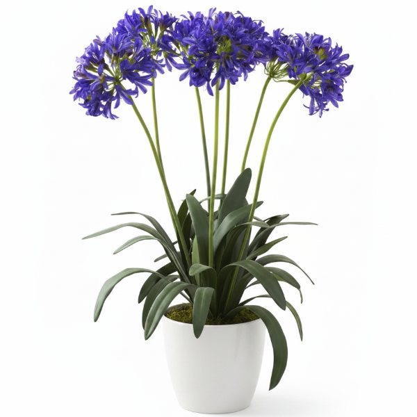 Agapanthus African, African Lily – image 1