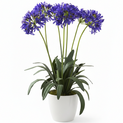 Agapanthus African, African Lily – image 1