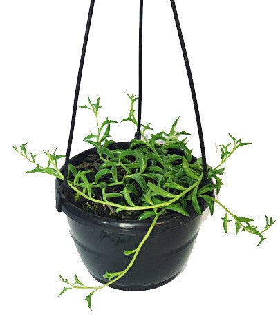 String of Dolphins , Senecio Peregrinus – image 2