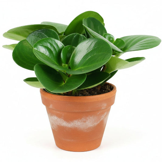 Baby Rubber, Pepper face, Peperomia Obtusifolia – image 1