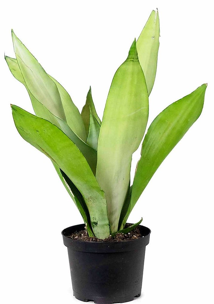 Snake Plant MoonShine, Sansevieria trifasciata – image 3