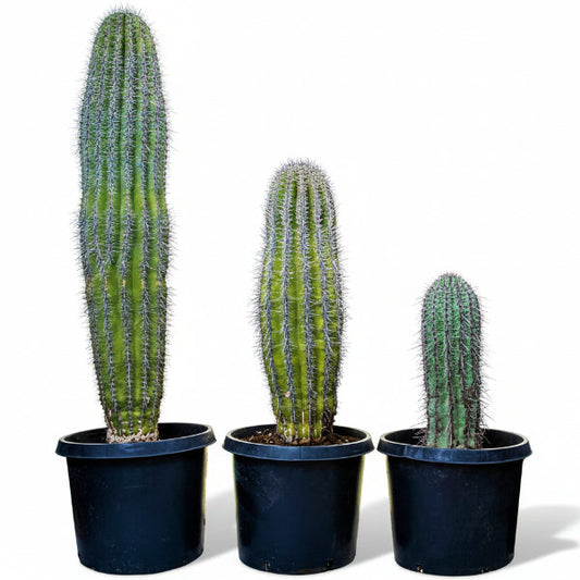 Saguaro Cactus – image 2