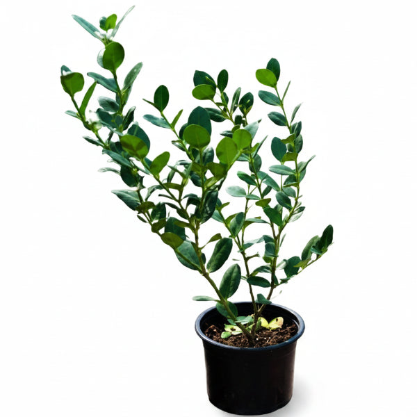 Carissa Grandiflora, Prostrata, Natal Plum – image 3