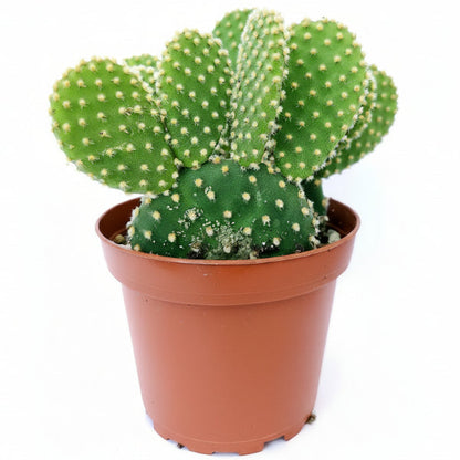 Bunny Ears, Cactus Opuntia Albata – image 5