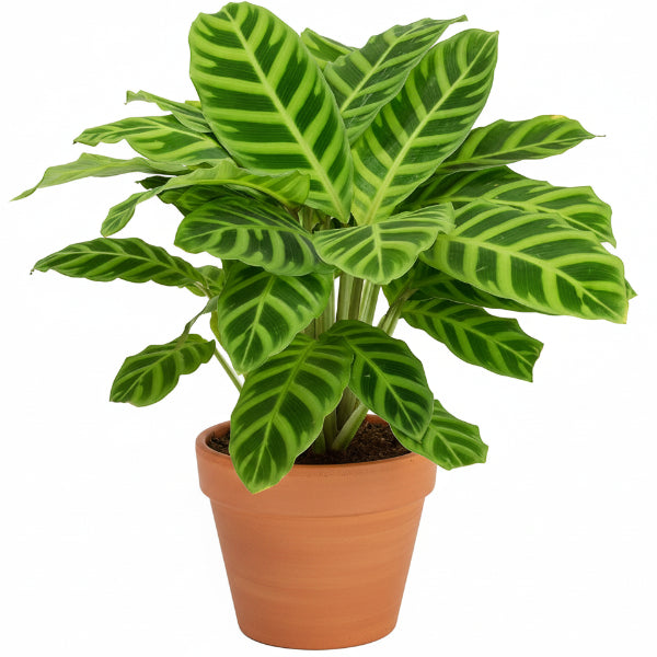 Zebra Plant, Calathea Zebrina – image 1