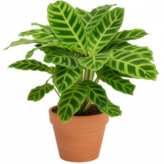 Zebra Plant, Calathea Zebrina – image 1