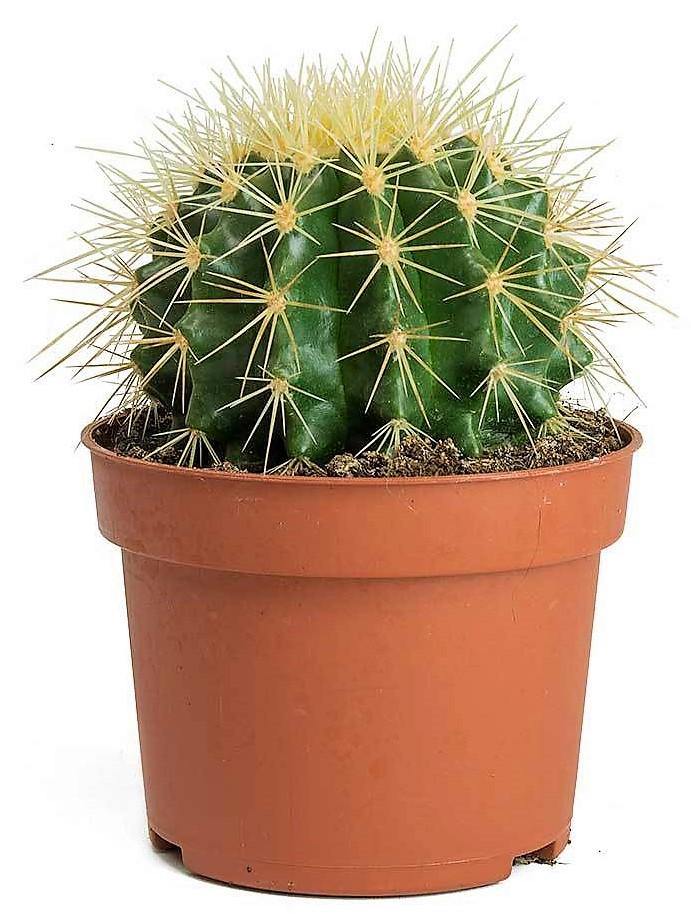 Ball Cactus, Barrel – image 7
