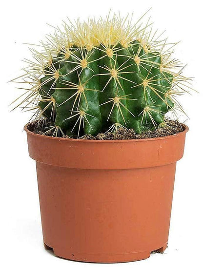 Ball Cactus, Barrel – image 7