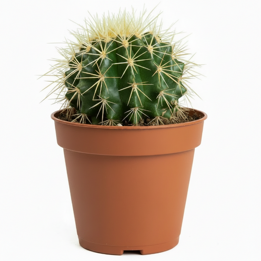 Ball Cactus, Barrel – image 2