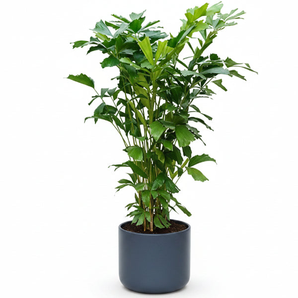 Fishtail Palm, Caryota Mitis – image 2