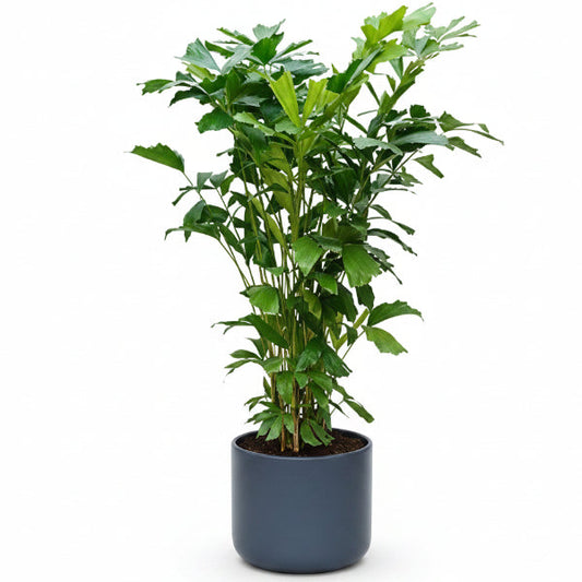 Fishtail Palm, Caryota Mitis – image 2