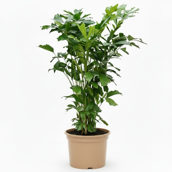 Fishtail Palm, Caryota Mitis – image 4
