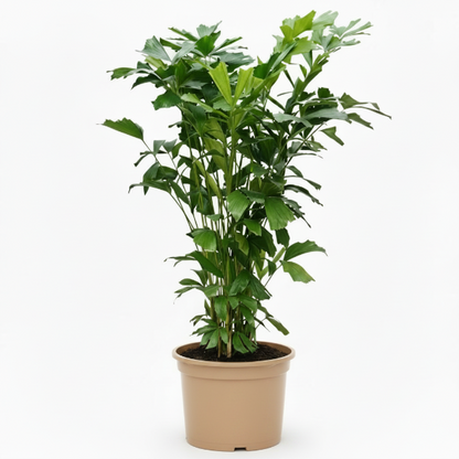 Fishtail Palm, Caryota Mitis – image 4