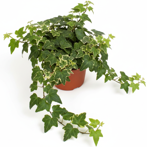Hedera helix or English Ivy (Mixed Per Plant) – image 1