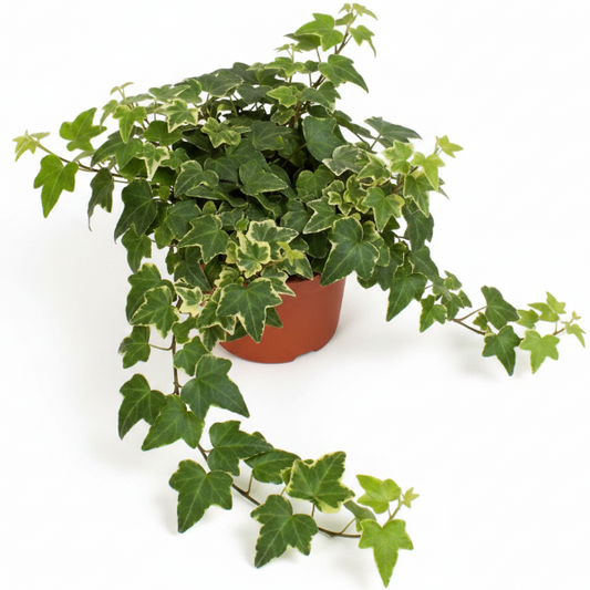 Hedera helix or English Ivy (Mixed Per Plant) – image 1