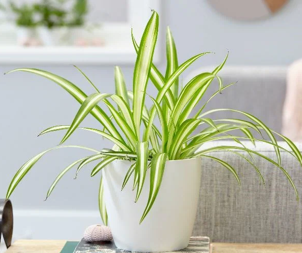 Spider Plant, Chlorophytum comosum, Variegatum – image 4