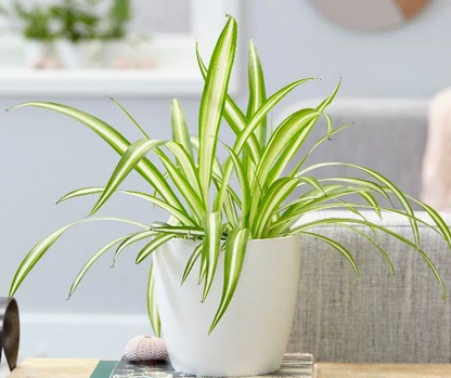 Spider Plant, Chlorophytum comosum, Variegatum – image 4