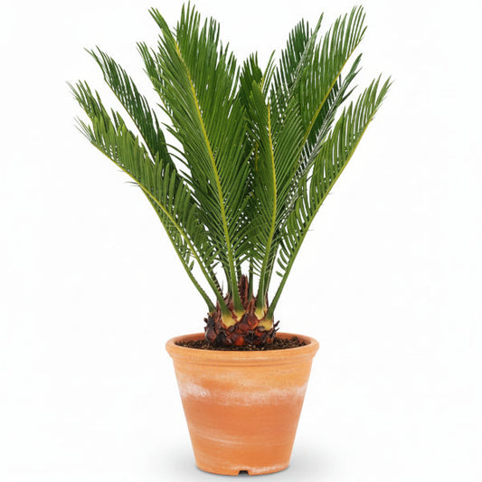 Cycas Revoluta, Sago Palm , Palm Fern, indoor – image 2