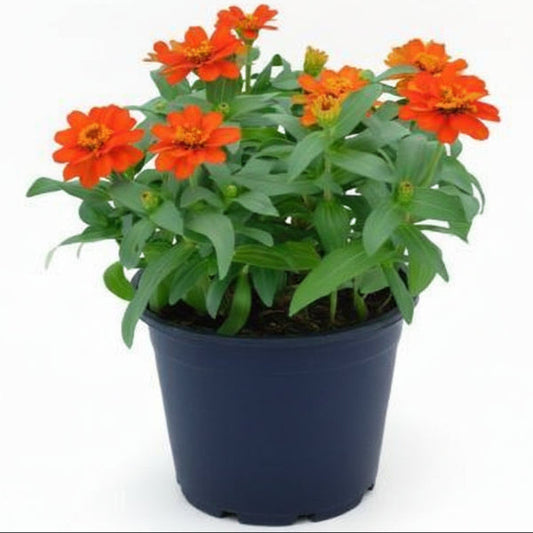 Zinnia Flowers (Small) – image 1