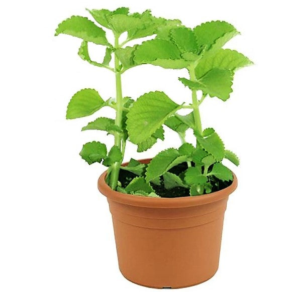 Oregano Cuban, Ajwain, Spanish thyme, Indian borage, Mexican mint – image 4