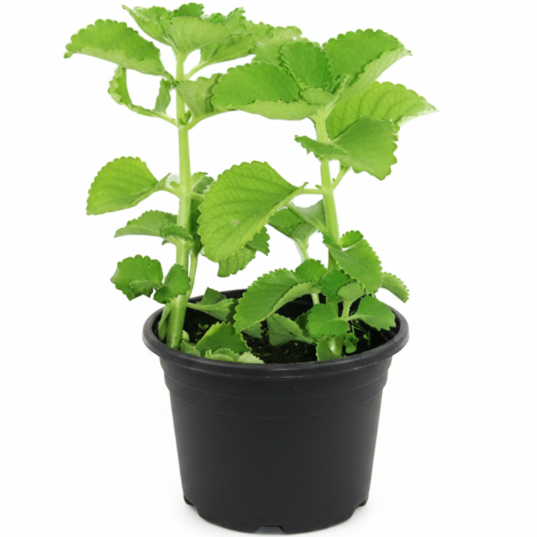 Oregano Cuban, Ajwain, Spanish thyme, Indian borage, Mexican mint – image 3