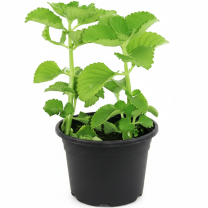 Oregano Cuban, Ajwain, Spanish thyme, Indian borage, Mexican mint – image 3