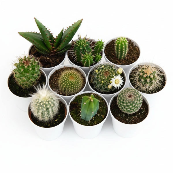 Cactus small 6 - 8 cm – image 4