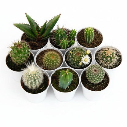 Cactus small 6 - 8 cm – image 4