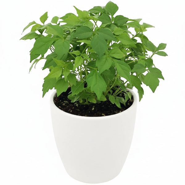 China Doll Plant – image 3