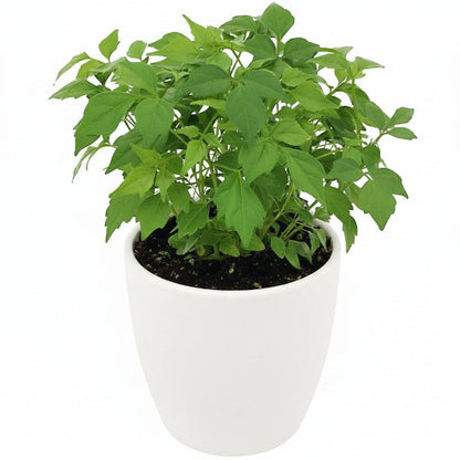 China Doll Plant – image 3