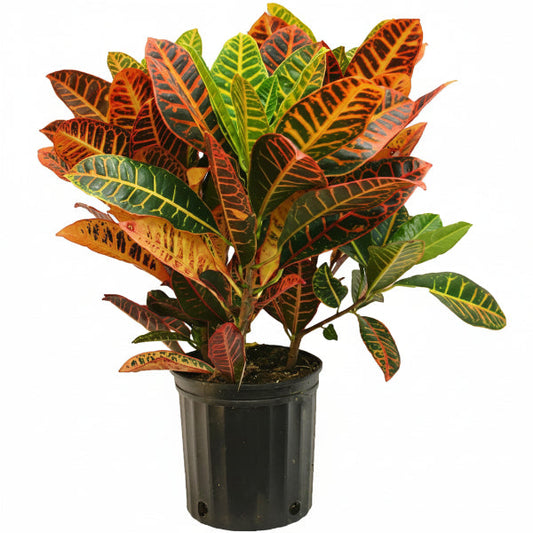 Croton Gold Star - Codiaeum Variegatum 'Gold Star' – Green Plants