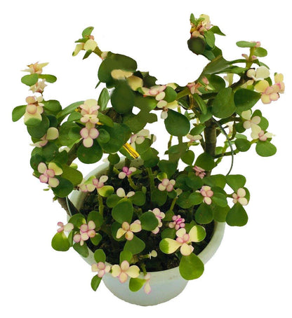 Elephant Bush, Portulacaria Bonsai – image 7